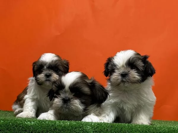 Adotta un cucciolo Shih Tzu   whAtsapp ( 0039 353 317 4023 )