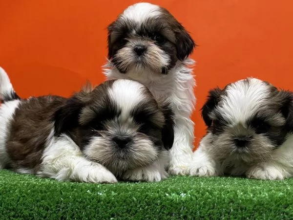 Adotta un cucciolo Shih Tzu   whAtsapp ( 0039 353 317 4023 ) | Foto 2