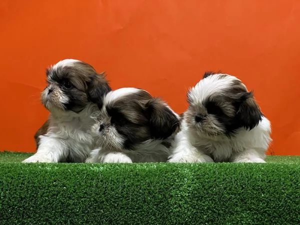 Adotta un cucciolo Shih Tzu   whAtsapp ( 0039 353 317 4023 ) | Foto 1