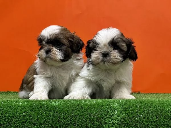 Adotta un cucciolo Shih Tzu   whAtsapp ( 0039 353 317 4023 ) | Foto 0