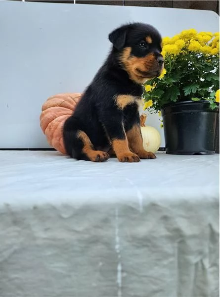 Adotta un cucciolo di Rottweiler whAtsapp ( 0039 353 317 4023 ) | Foto 2