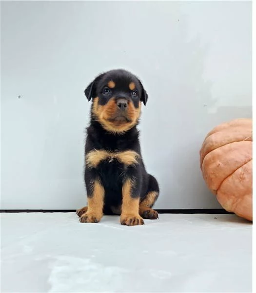 Adotta un cucciolo di Rottweiler whAtsapp ( 0039 353 317 4023 )