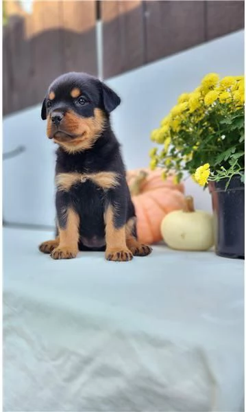 Adotta un cucciolo di Rottweiler whAtsapp ( 0039 353 317 4023 ) | Foto 1