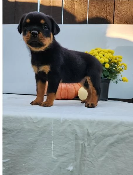 Adotta un cucciolo di Rottweiler whAtsapp ( 0039 353 317 4023 ) | Foto 0