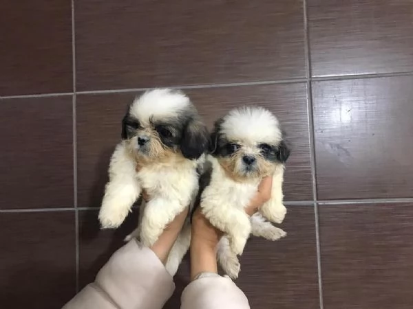 Regalo Cuccioli Shih Tzu whAtsapp ( 0039 353 317 4023 )