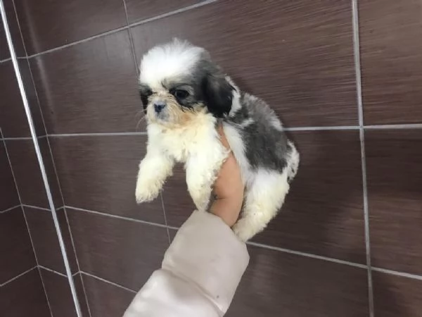 Regalo Cuccioli Shih Tzu whAtsapp ( 0039 353 317 4023 ) | Foto 2