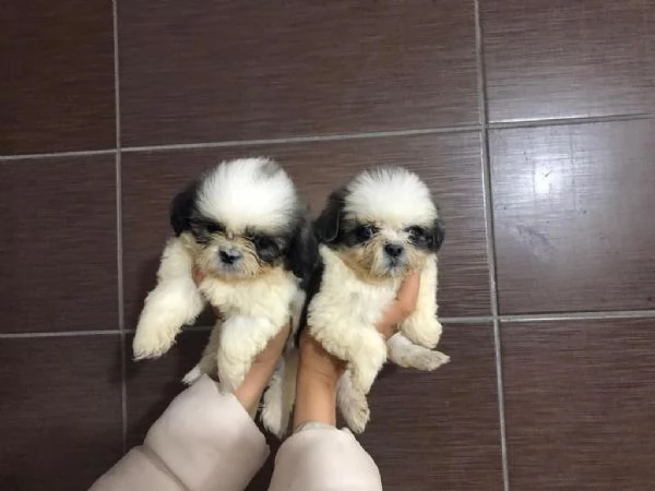 Regalo Cuccioli Shih Tzu whAtsapp ( 0039 353 317 4023 ) | Foto 1