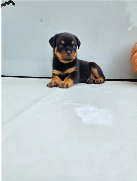 Regalo Cuccioli Rottweiler whAtsapp ( 0039 353 317 4023 )