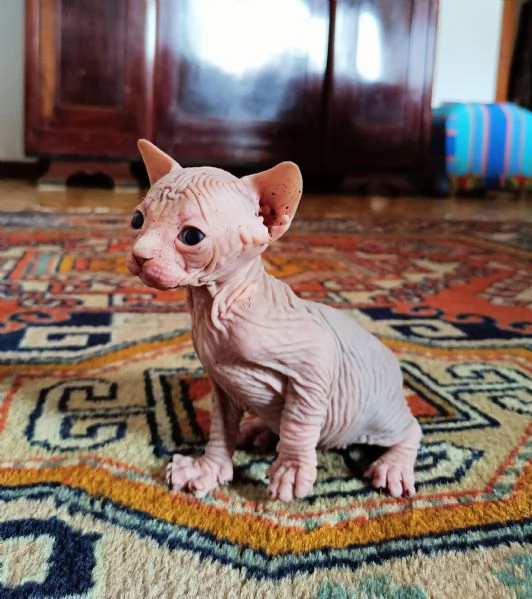 Vendo Sphynx