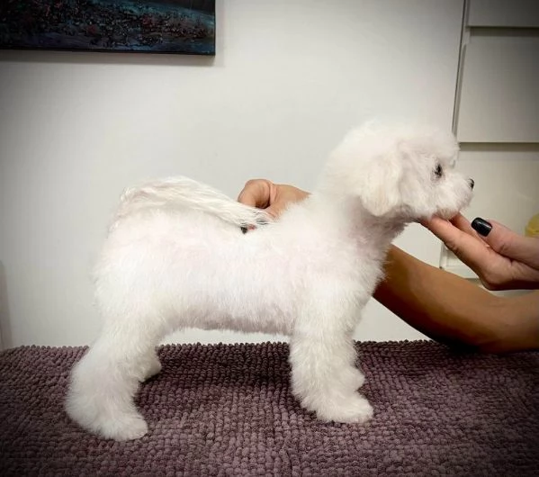 Bichon Frise cucciolo | Foto 0