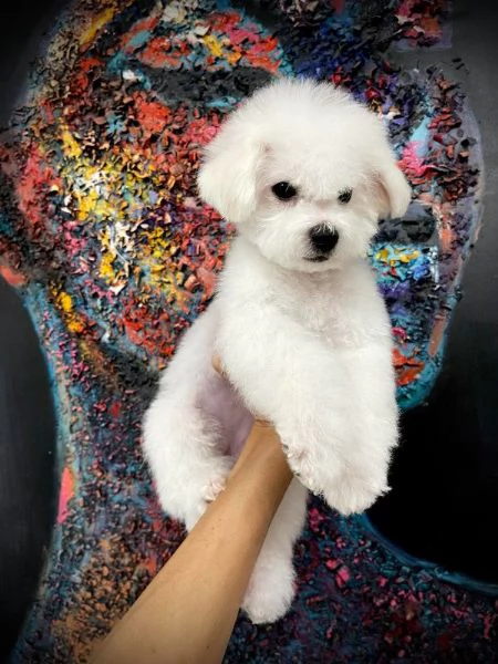 Bichon Frise cucciolo