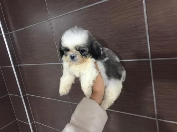 Regalo Cuccioli Shih Tzu whAtsapp ( 0039 353 317 4023 ) | Foto 0