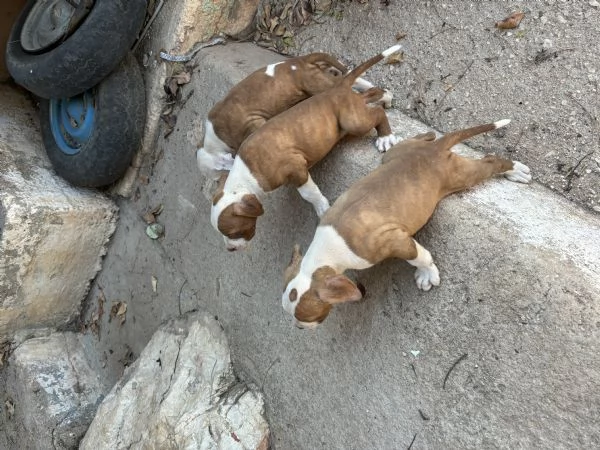 Cuccioli Pitbull 