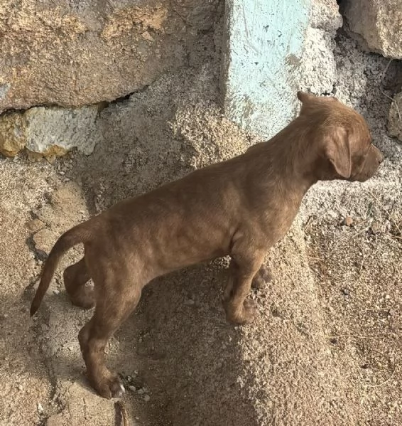 Cuccioli Pitbull  | Foto 7