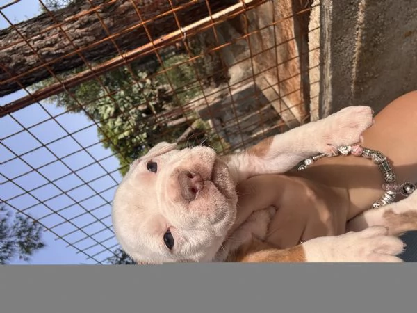 Cuccioli Pitbull  | Foto 6