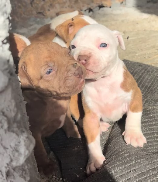 Cuccioli Pitbull  | Foto 5