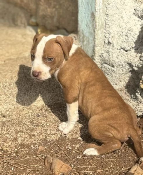 Cuccioli Pitbull  | Foto 1