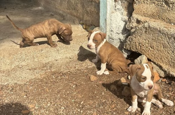 Cuccioli Pitbull  | Foto 0