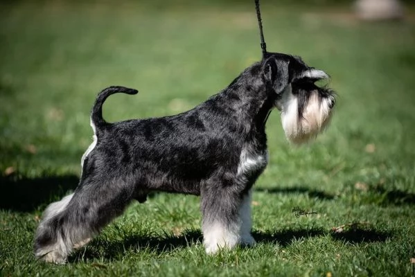 Schnauzer nano cuccioli