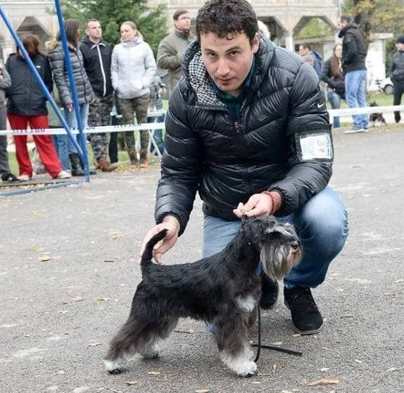 Schnauzer nano cuccioli | Foto 1