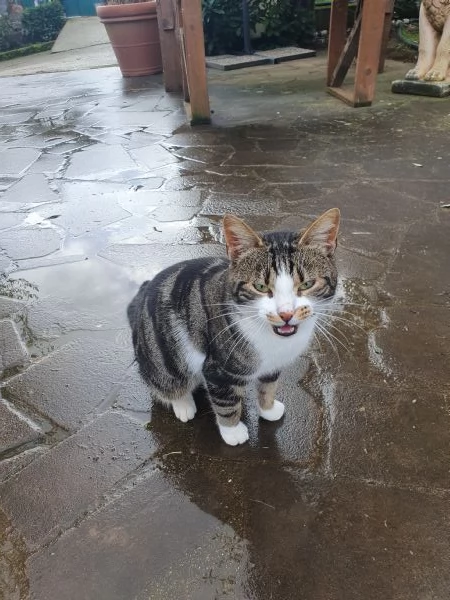 Cuccioli di bengala e gatto europeo | Foto 0