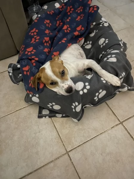 Regalo incrocio di jack Russell  | Foto 4