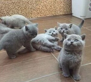 Gattini British Shorthair pronti per la loro nuova casa.