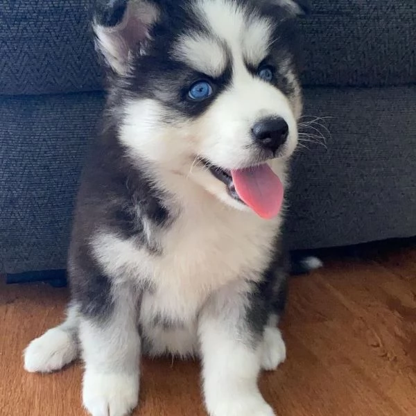 Vendo cuccioli di Siberian Husky