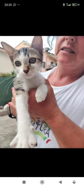 Milly Cucciola gattina cerca amore e casa | Foto 13