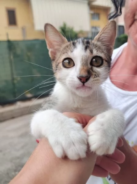 Cucciola cerca amore e casa | Foto 3