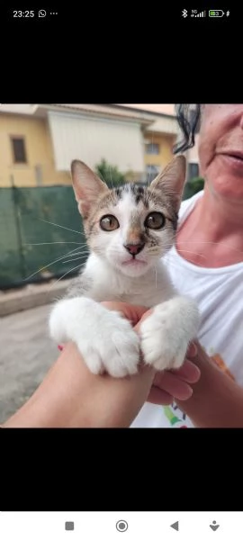 Milly Cucciola gattina cerca amore e casa | Foto 9