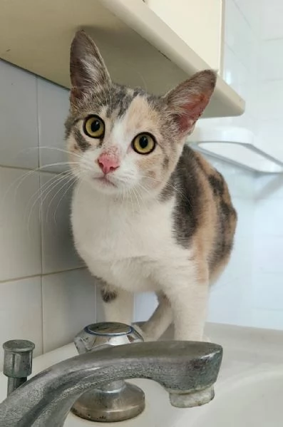 Milly Cucciola gattina cerca amore e casa | Foto 3