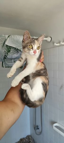 Milly Cucciola gattina cerca amore e casa | Foto 1