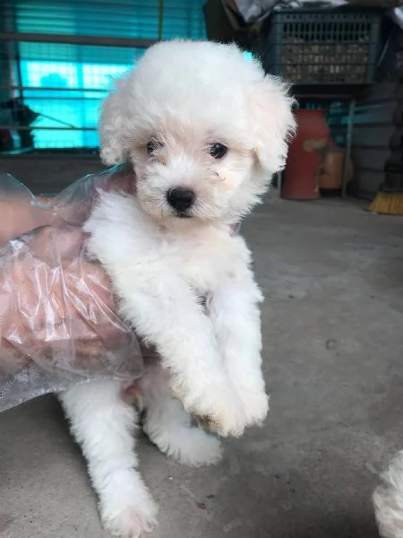 Cuccioli Barboncini toy piccoli  | Foto 0