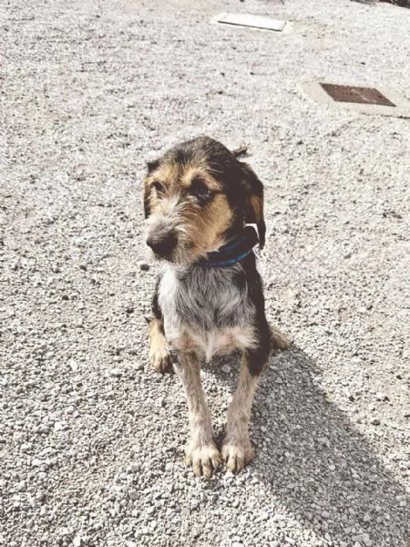 SEBASTIAN: MERAVIGLIOSO CAGNOLINO DA ADOTTARE | Foto 2