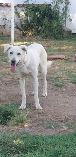 Dolce Blanco cerca famiglia  | Foto 0