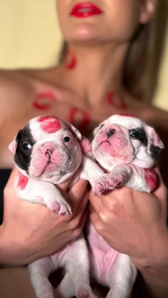 Bulldog francese BELLISSIMI cuccioli