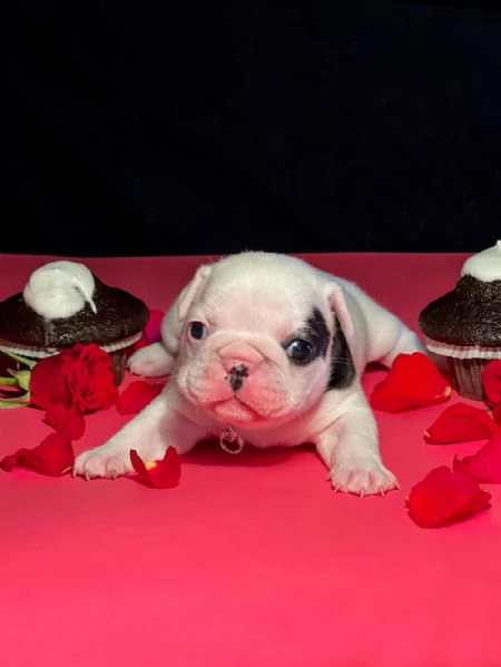 Bulldog francese BELLISSIMI cuccioli | Foto 2