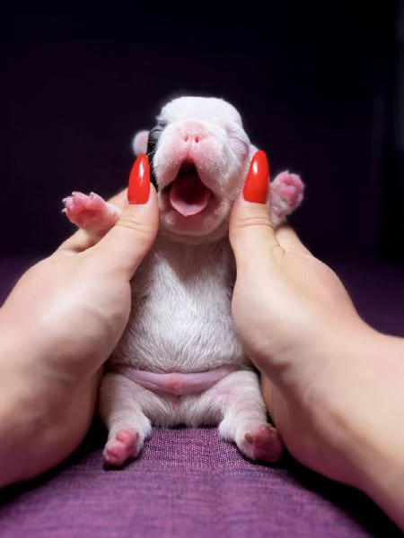 Bulldog francese BELLISSIMI cuccioli | Foto 1