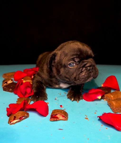 Bulldog francese BELLISSIMI cuccioli | Foto 0