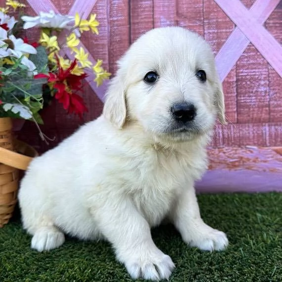 Cucciole di Golden retriever di circa 3 mesi.