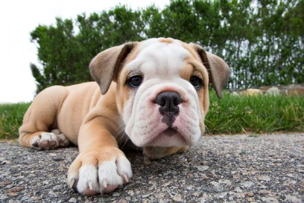 Bulldog inglese con pedigree