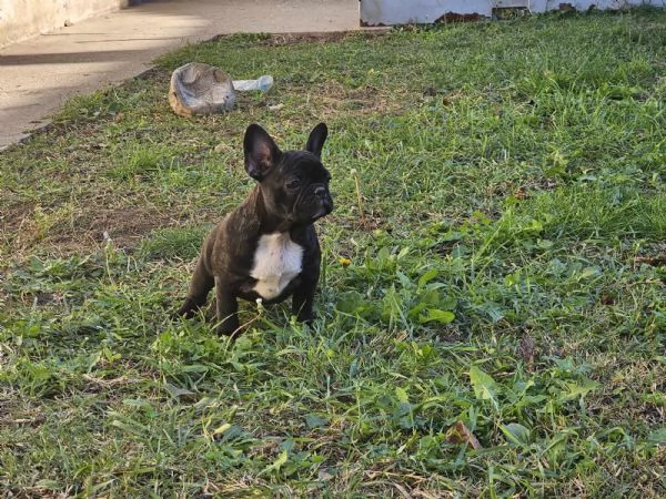 bulldog francese cuccioli | Foto 1