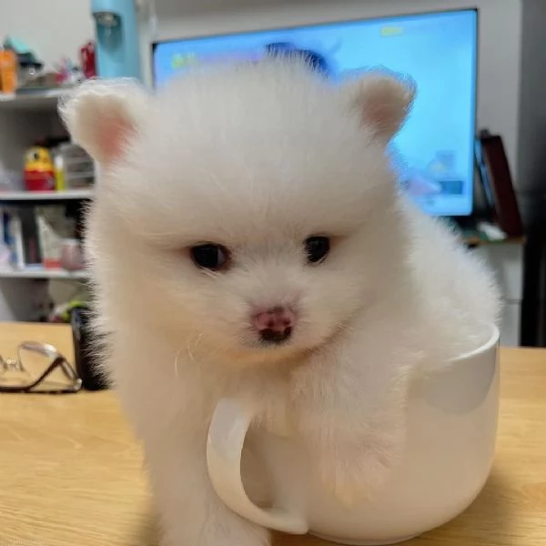 Adorabile mini Pomerania | Foto 2