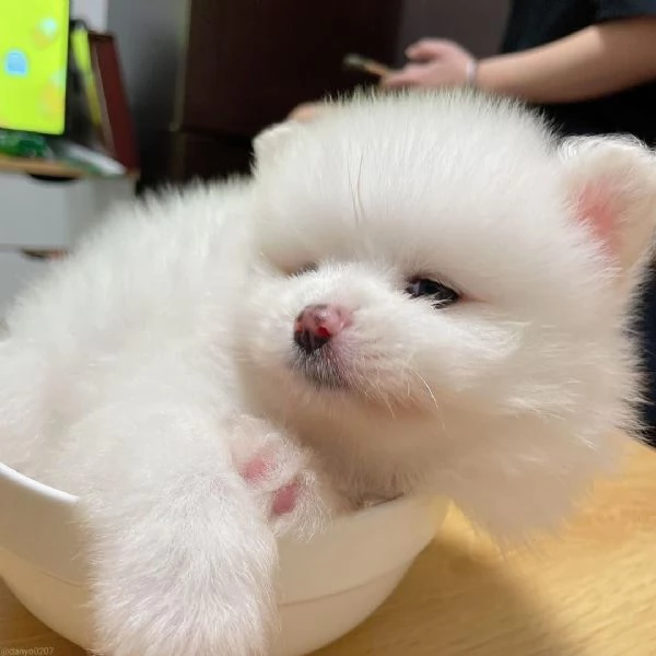 Adorabile mini Pomerania