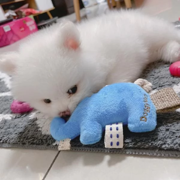 Adorabile mini Pomerania | Foto 1