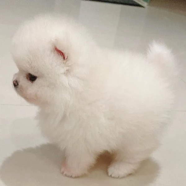 Adorabile mini Pomerania | Foto 0