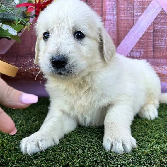 Meravigliosi cuccioli di Golden retriever!!! | Foto 0