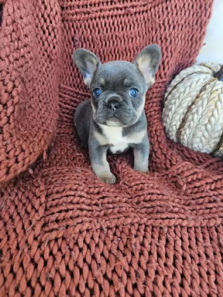 Cuccioli di bulldog francese