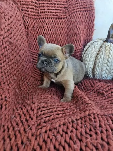 Cuccioli di bulldog francese | Foto 1